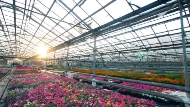 Pink flowers grow in rows in a glasshouse. — Stock Video