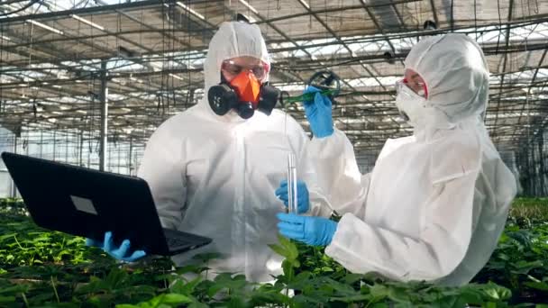 生物学家在温室里测试植物，将其放入测试管. — 图库视频影像