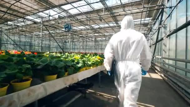 En botaniker går i en Glasshouse nära blommor i krukor. — Stockvideo