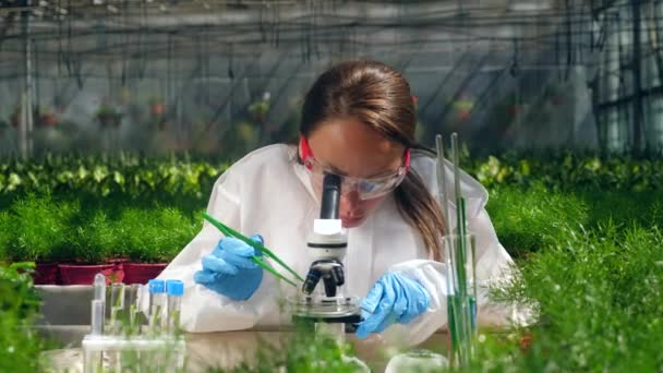Vrouwelijke bioloog werkt met een microscoop in een Glasshouse. — Stockvideo