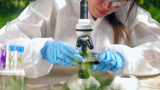 Professioneller Botaniker schaut durch ein Mikroskop und überprüft Pflanzen. — Stockvideo