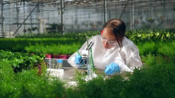 Una mujer trabaja con un microscopio y pinzas en un invernadero . — Vídeo de stock