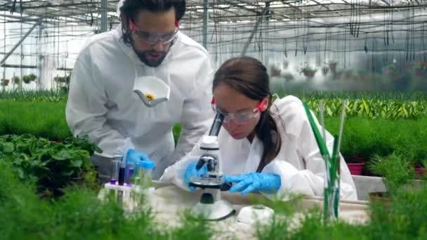 La gente trabaja con un microscopio en un invernadero, revisando plantas . — Vídeo de stock