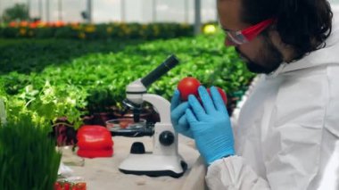 Erkek botanikçi mikroskop la çalışırken olgun domatesleri kontrol eder.
