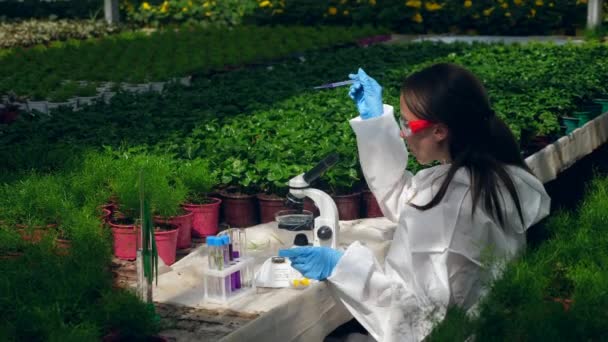Una mujer estudia plantas en un invernadero, trabajando con un microscopio y una pipeta . — Vídeo de stock