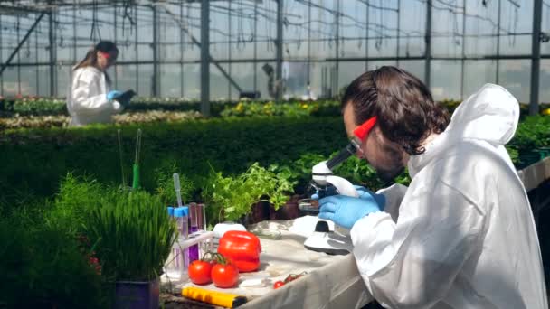 Man kijkt door een Microscoop tijdens het controleren van tomaten. — Stockvideo