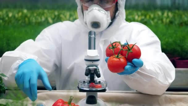 Een persoon injecteert tomaten met een grote spuit in een kas. — Stockvideo