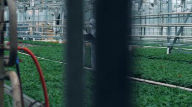 Çalışan biyologlar bir serada büyüyen bitkileri kontrol.