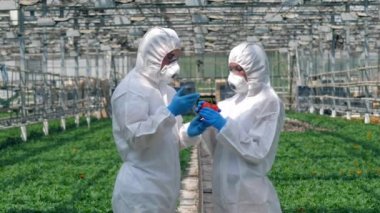 İnsanlar bir biberi kontrol, elinde tutuyorlar..