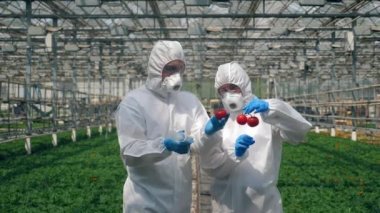 Biyologlar kırmızı domateslere şırınga enjekte ediyor, cam evde çalışıyor..