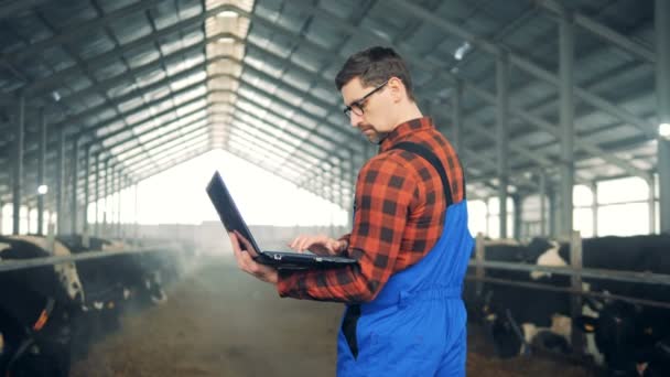 Een man werkt met een laptop, staande in een schuur met koeien. — Stockvideo