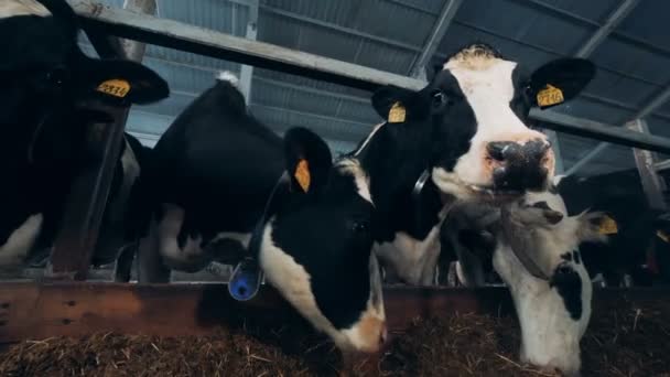 Les vaches noires et blanches mangent du foin debout dans une étable . — Video