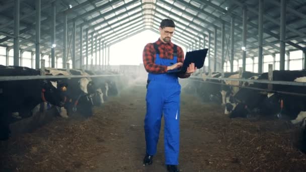 Person walks in a cowshed, working with a laptop. — Stock Video