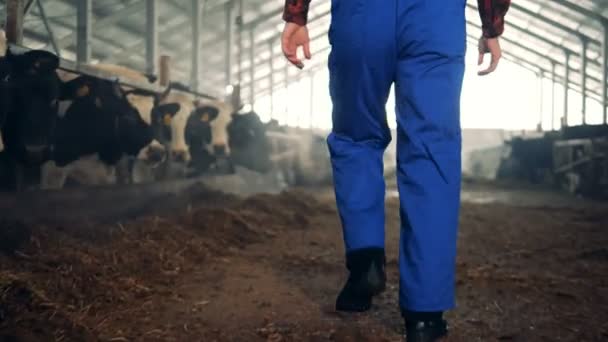 Mannelijke boer loopt in een byre vol met binnenlandse koeien. — Stockvideo