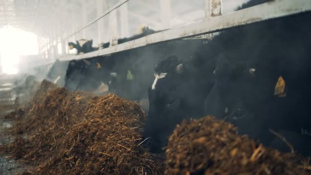 Många kor äter hö, stående i ett stall i en Byre. — Stockvideo