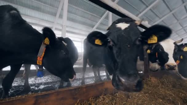 Karmienie krowy stoją w straganach wewnątrz wielkiego Byre. — Wideo stockowe