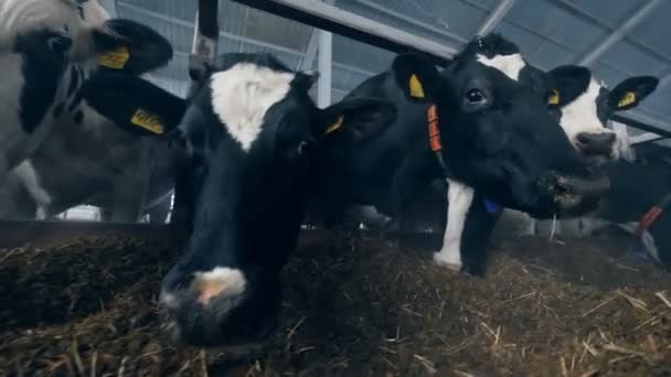 Fekete-fehér tehenek esznek, miközben állva egy byre egy sorban. — Stock videók