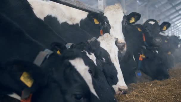 Krowy stoją z rzędu w szopy, jedzą siano. — Wideo stockowe