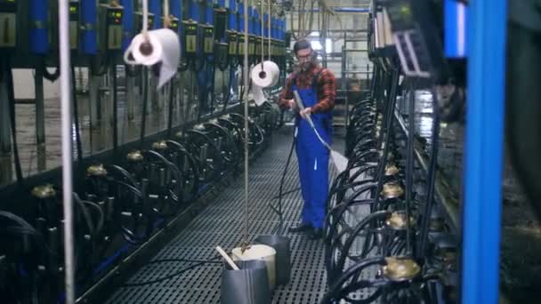L'homme travaille avec des machines à traire, en utilisant des équipements de nettoyage . — Video