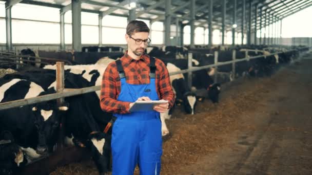 Een man werkt met een Tablet in een koeienstal, staande in de buurt van een kudde. — Stockvideo
