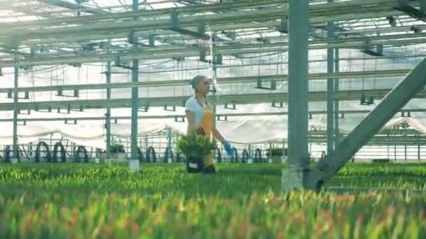 Одна женщина работает в теплице с тюльпанами в руках. . — стоковое видео