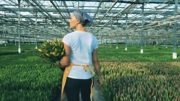 Professional florist walks near flower beds, holding a bunch of tulips. — Stock Video