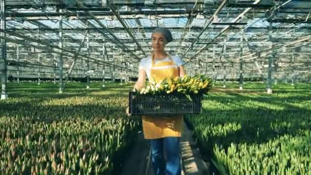 Один садовник держит корзину, полную тюльпанов, когда идет в оранжерее. . — стоковое видео
