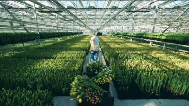 A woman pulls big cart with bunches of tulips inside a glasshouse. — Stock Video