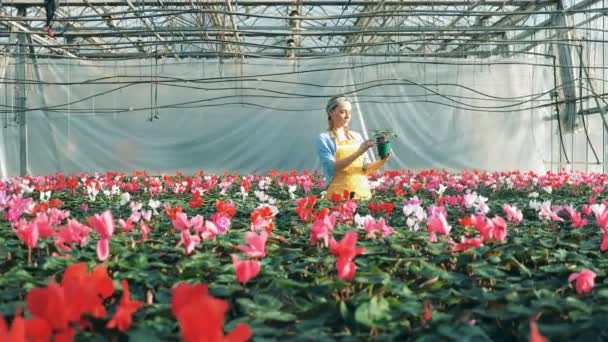 Un florista comprueba el ciclamen en la olla, trabajando en un invernadero moderno . — Vídeos de Stock