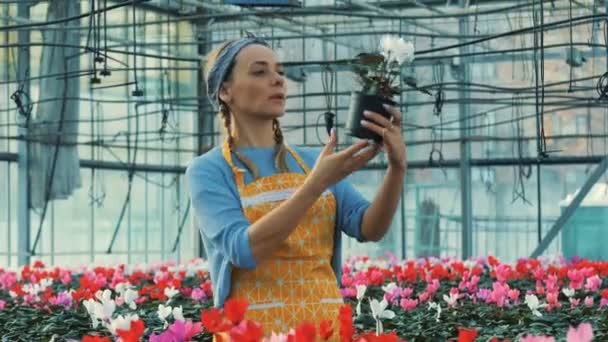Professional gardener looks at a cyclamen flower in pot. — Stock Video