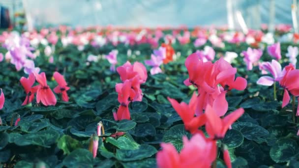 Flores de ciclame rosa cultivadas em uma grande estufa . — Vídeo de Stock