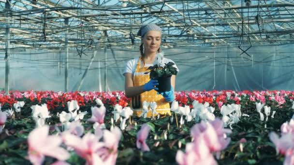 Professionell florist tar hand om en cyklamen, kontrollera det i en pott. — Stockvideo