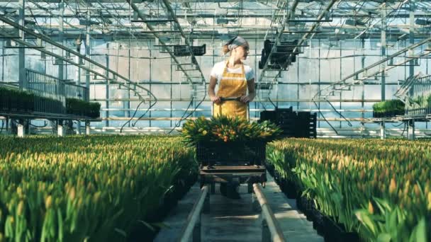 Persoon werkt in een Glasshouse, bewegende trossen met gele tulpen. — Stockvideo