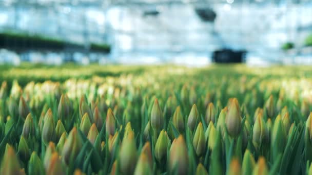 Massor av tulpaner odlas i ett växthus i en mark. — Stockvideo