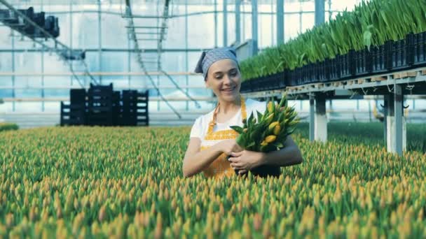 Seorang wanita mengumpulkan tulip dari tanah, bekerja di sebuah rumah kaca . — Stok Video