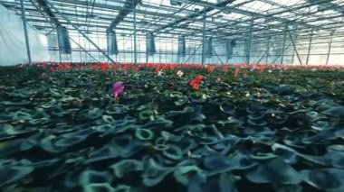 Tenceredeki kırmızı siklamen seranın içinde sıra halinde büyür..