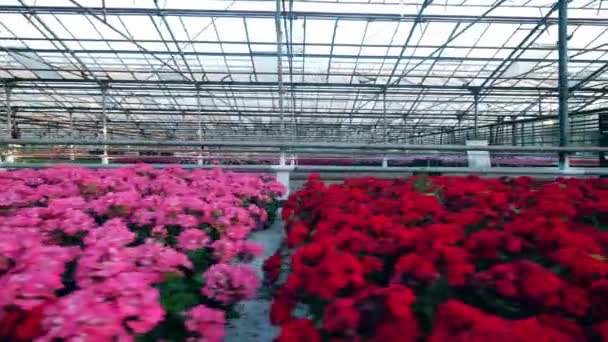 Estufa espaçosa com muitas flores bonitas — Vídeo de Stock