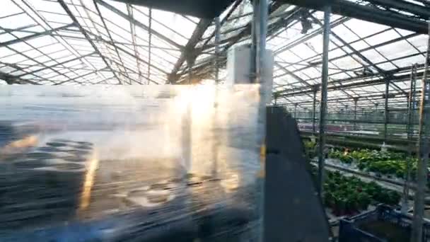 在热屋中生长的大片花卉种植园 — 图库视频影像