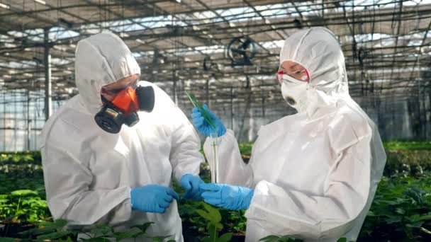 Agronomistas estão trabalhando com plantas e produtos químicos — Vídeo de Stock