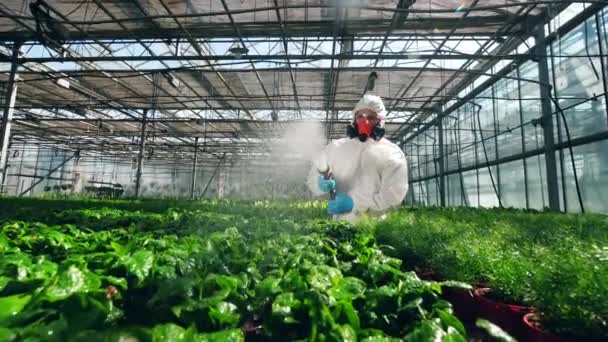 Biologist is washing greenhouse plants with chemicals — Stock Video