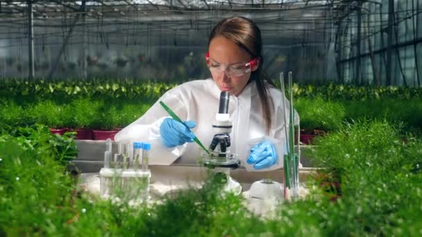 Especialista femenina observa una planta bajo un microscopio — Vídeo de stock