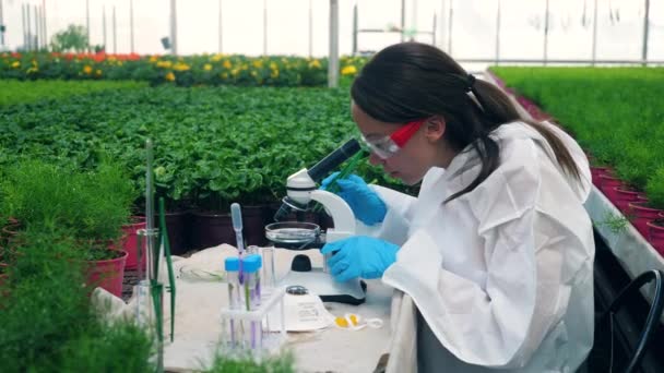Química femenina está observando plantas con productos químicos bajo el microscopio — Vídeo de stock