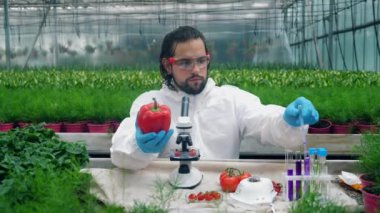 Erkek agronomist kimyasal sıvı ile kırmızı biber dolduruyor