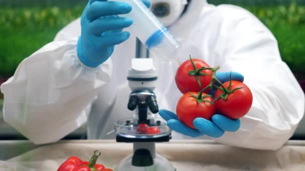 Pomodori vengono pompati con sostanze chimiche da uno scienziato — Video Stock