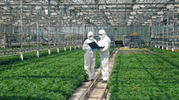 Dois químicos estão falando em uma estufa com plantas — Vídeo de Stock