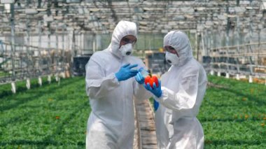 İki tarım uzmanı biberi kimyasallarla dolduruyor.