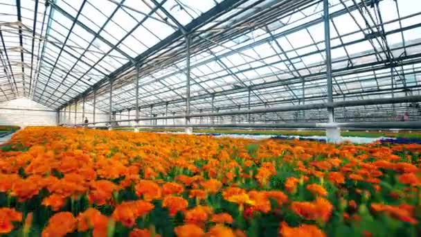 Plantages van helder oranje bloemen in de kas — Stockvideo