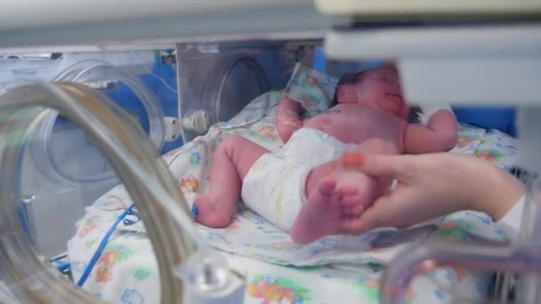 Pediatra sprawdza noworodka w inkubatorze. — Wideo stockowe