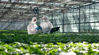 Bitkiler iki biyolog tarafından analiz ediliyor.