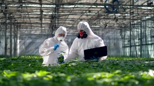 Los agrónomos están fertilizando plantas verdes con productos químicos — Vídeo de stock